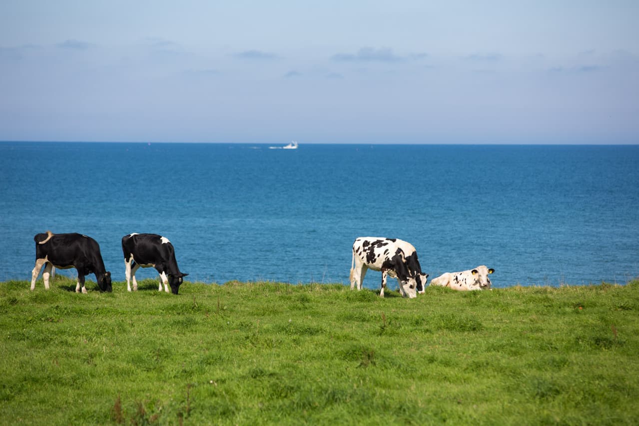 北海道　オホーツク海をバックに牛たち