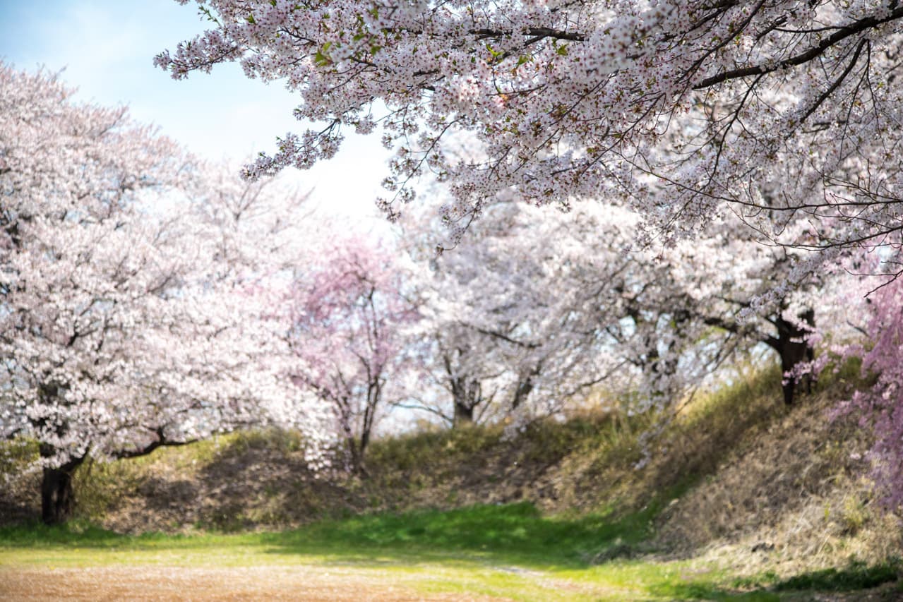 桜咲く小山城跡